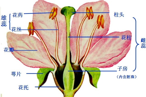 分析花的结构由外到内依次是:花柄,花托,花萼,花冠,雄蕊和雌蕊,雄蕊