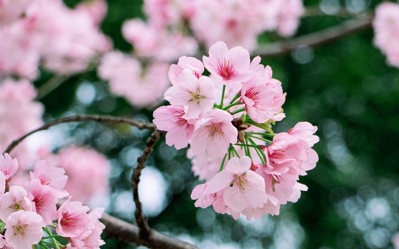 唯美粉嫩的樱花图片桌面壁纸下载