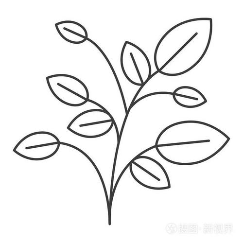 植物用树枝和树叶的单色剪影