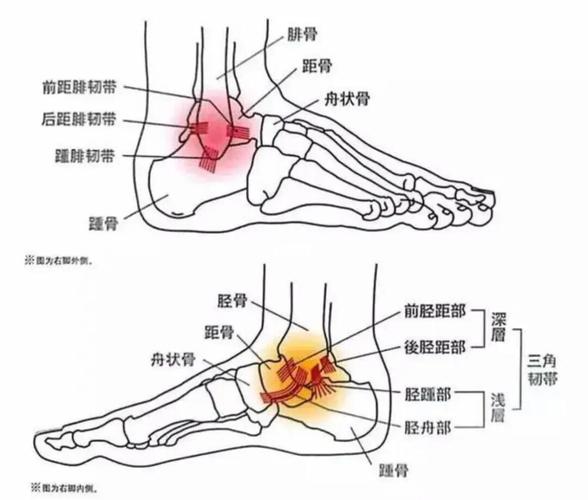 我练完刘畊宏以后足部的三角韧带和踵骨非常疼.还有膝盖.