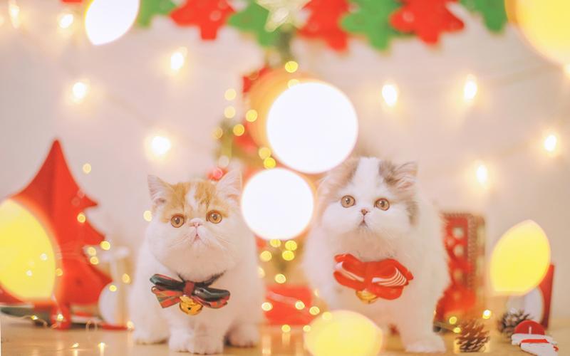 可爱圣诞猫咪图片唯美桌面壁纸
