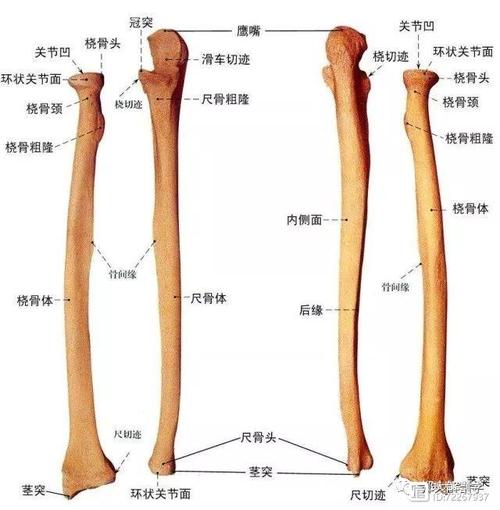 尺骨,位于前臂内侧,前臂两根长骨之一,是较长骨,可分为一体两端.