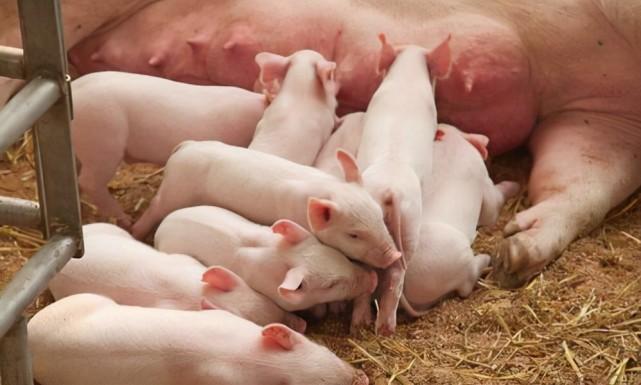 哺乳期母猪喂什么药小猪
