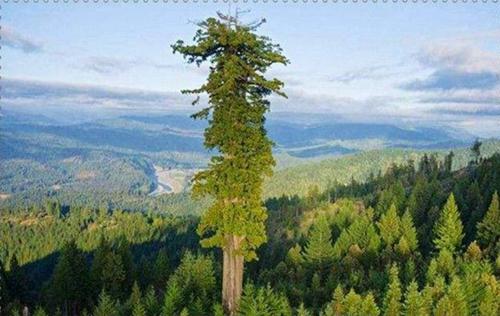 世界上最高的树