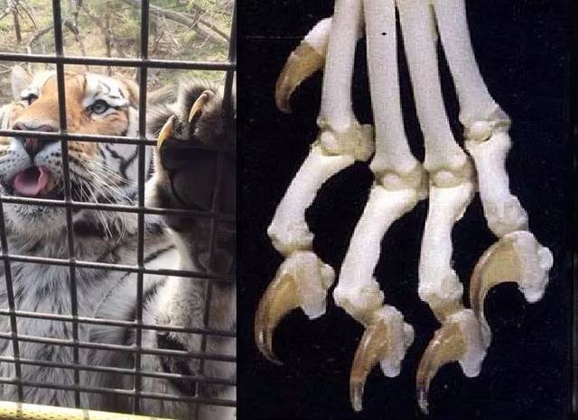 老虎是国家保护动物,还还敢明目张胆的卖?