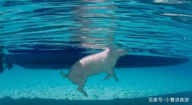 图为在海里游泳的猪.