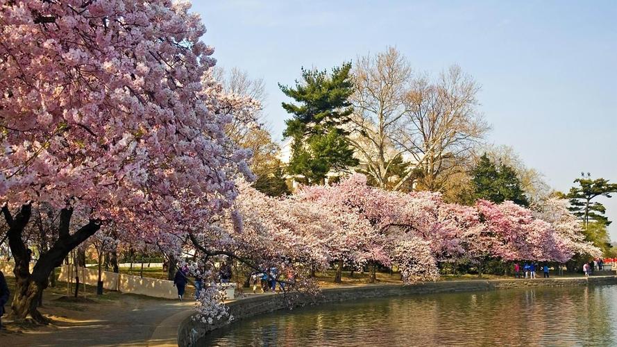樱花湖-最美自然风景壁纸