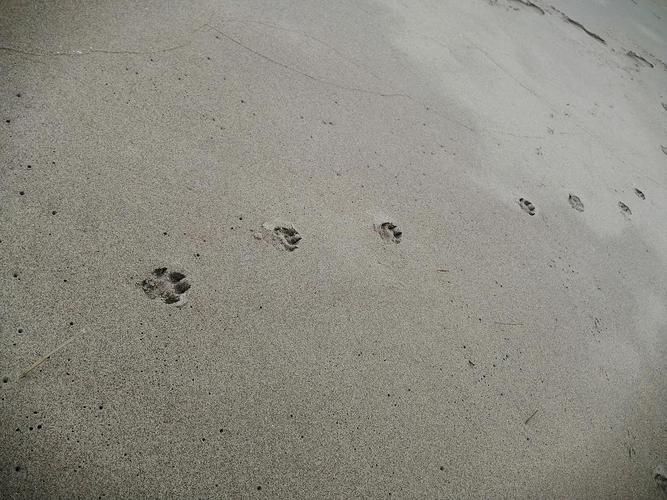 鼓浪屿海滩上狗狗的脚印