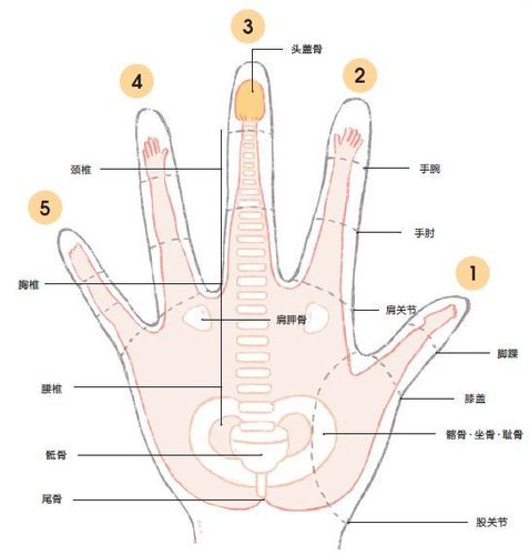 因为身体的各个部位在手上都有反射区,因此通过手指的扭动,后弯和旋转