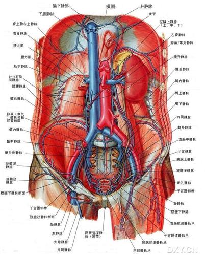 【原创】  奈特图谱解剖>> 腹部部分