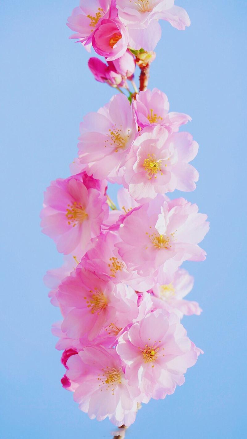 唯美好看的樱花高清图片手机壁纸 _ 图片网