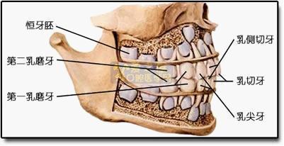 恒牙胚在乳牙底下静静发育,如果乳牙越早被破坏掉,恒牙受的影响就越大