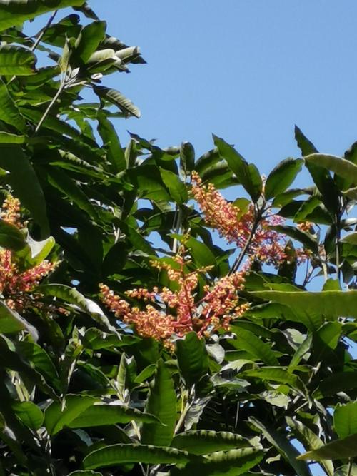 果未落尽,芒果树又开花了,这是今年的第三批芒果花.