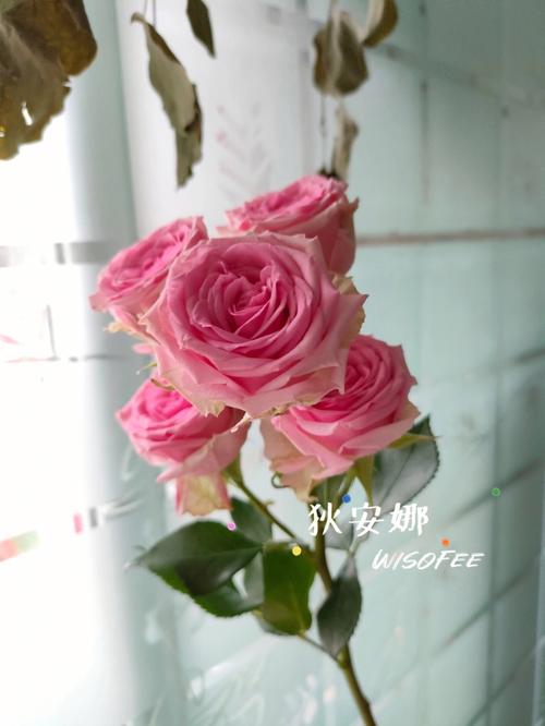 玫瑰·多头这些小花花芭比粉就是个小可爱颜色和芙蕾雅很像的狄安娜