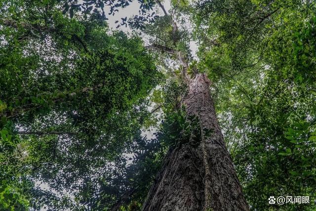 树中之王——亚马逊雨林发现一棵树龄起码400年有25层楼高的大树