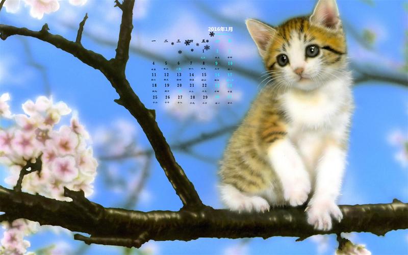 2016年1月日历树枝上的可爱猫咪壁纸