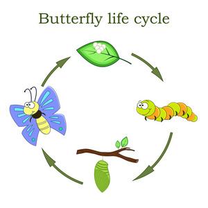蝴蝶生命周期的卡通风格.矢量插图照片
