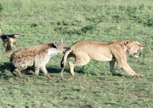 "掏肛大师"鬣狗连狮子都敢开掏,唯独见了它只能护肛而逃!
