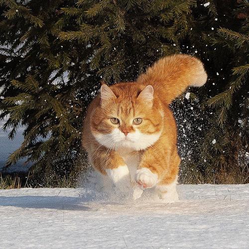 好像是这只大橘在雪地里奔跑