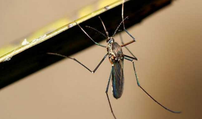 牧场,养殖场常见蚊子种类大全