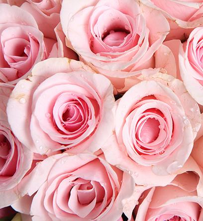 天使的心跳:粉佳人粉玫瑰19枝,粉色桔梗6枝