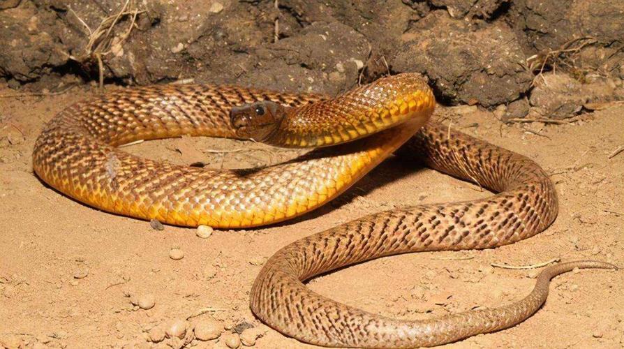 毒蛇排名前十位名称及图片全球致命的十大毒蛇危害多大