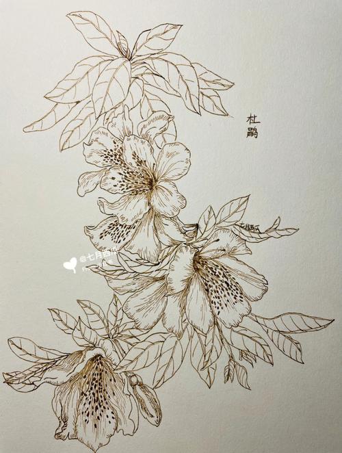 临摹学习《自在飞花100种唯美手绘花卉线描技法》春-杜鹃花杜鹃花听说