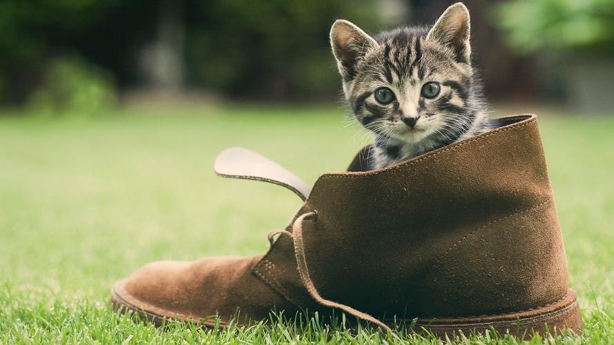 鞋,绿草如茵 壁纸 可爱的小猫,鞋,绿草如茵 桌布 - 1920x1080 全高清
