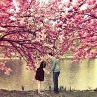 qq头像樱花情侣头像浪漫樱花树下的情侣头像图片