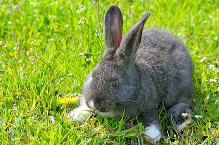 兔子眼睛绿色草原上的小兔子背景