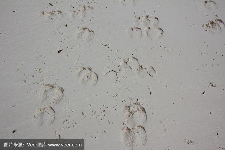 马赛牛的足迹,基温瓦海滩,桑给巴尔,坦桑尼亚,印度洋,非洲